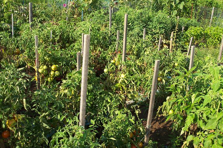 My tomatoes 105.jpg